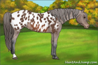 Horse Color:Bay Appaloosa 