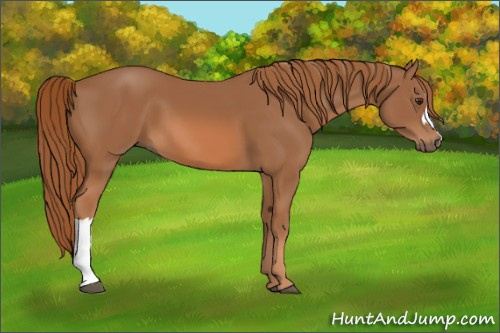 Horse Color: Chestnut 