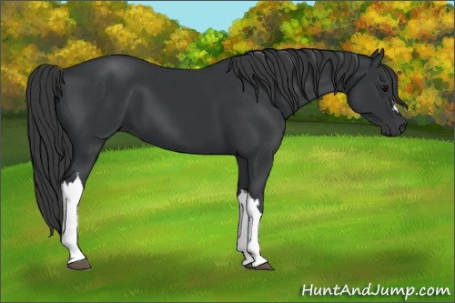 Horse Color: Black 