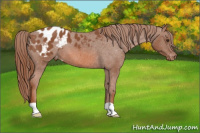 Horse Color:Liver Chestnut Appaloosa 