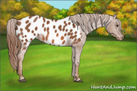 Horse Color:Chestnut Appaloosa 