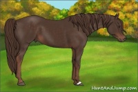 Horse Color:Liver Chestnut 