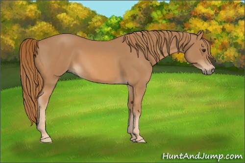 Horse Color: Chestnut 