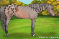 Horse Color:Bay Appaloosa 
