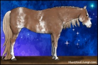 Horse Color:White Spotted Chestnut Sabino 