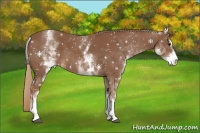 Horse Color:White Spotted Chestnut Sabino