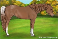 Horse Color:White Spotted Chestnut Sabino