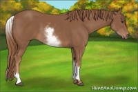 Horse Color:White Spotted Chestnut Sabino 