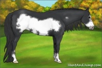 Horse Color:Black Sabino Frame