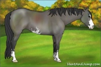 Horse Color:Grullo Sabino 