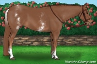 Horse Color:White Spotted Chestnut Sabino 