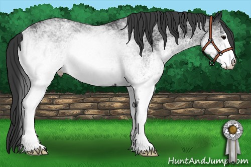 Horse Color: White Spotted Black 