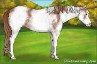 Horse Color:White Spotted Chestnut Sabino 