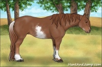 Horse Color:White Spotted Chestnut Sabino 