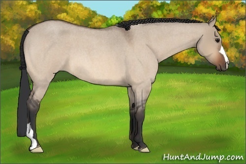 Horse Color:Bay Roan Dun