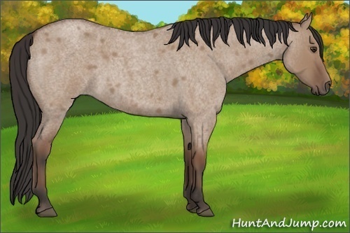 Horse Color: Bay Roan Dun 