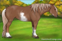 Horse Color:White Spotted Chestnut Sabino