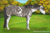 Horse Color:Black Sabino 