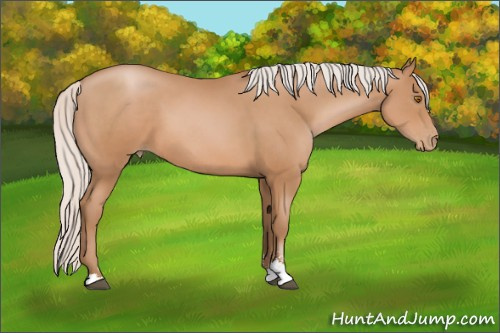 Horse Color: Silver Black Pearl Sabino 