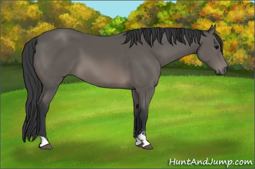 Horse Color: Black Sabino 