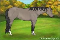 Horse Color:Grullo Sabino 