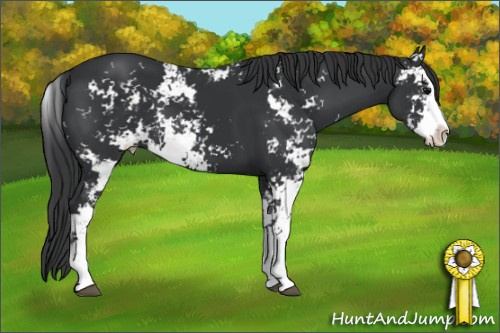 Horse Color: Black Sabino 
