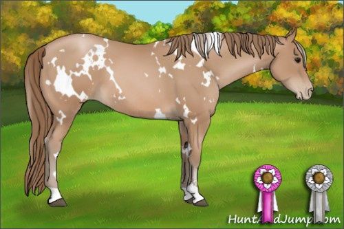 Horse Color: White Spotted Black Pearl Sabino 