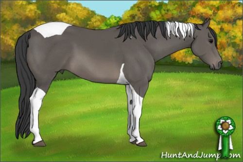 Horse Color: Black Tobiano 