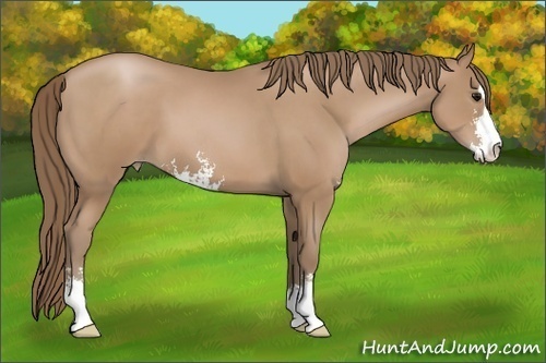 Horse Color: Black Pearl Sabino 