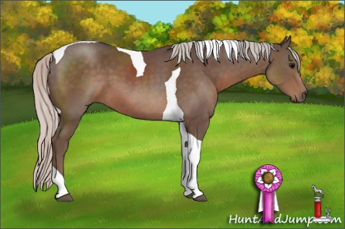 Horse Color: Silver Black Sabino Tobiano 