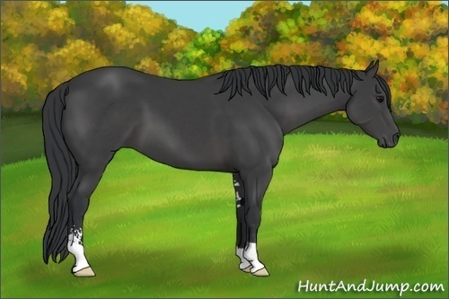 Horse Color: Black Sabino 