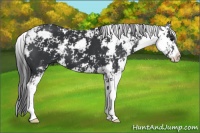 Horse Color:Black Sabino 