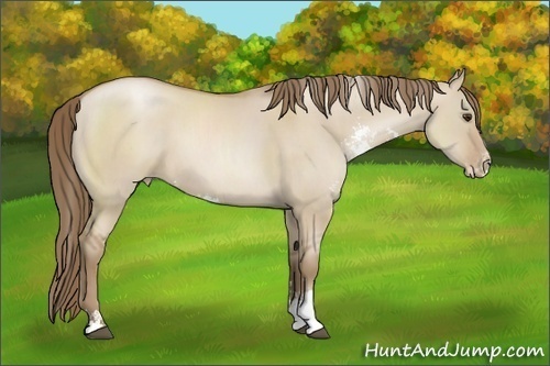 Horse Color: Grullo Pearl Sabino 