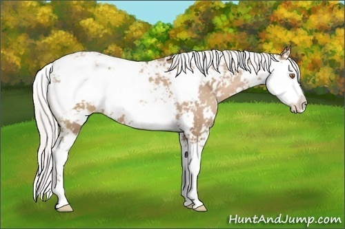 Horse Color: Silver Black Pearl Sabino 