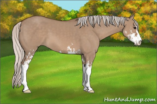 Horse Color: Silver Grullo Sabino 