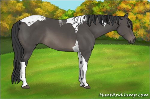 Horse Color: Black Tobiano 