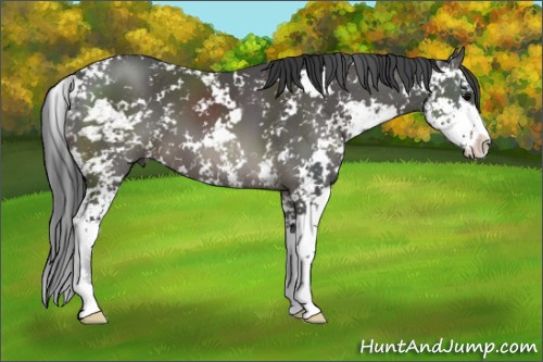 Horse Color: Black Sabino 