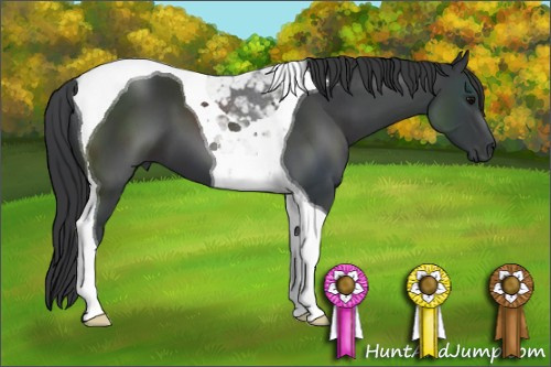 Horse Color: Black Sabino Tobiano 