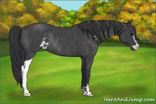 Horse Color: Black Sabino Rabicano 