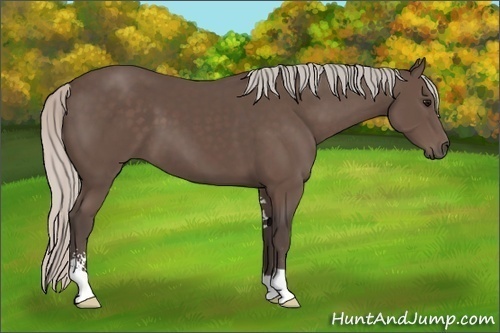 Horse Color: Silver Black Sabino 