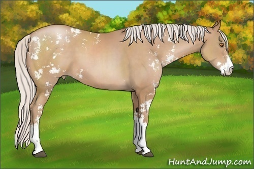Horse Color: Silver Black Pearl Sabino 
