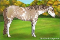 Horse Color:Black Pearl Sabino 