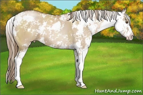 Horse Color: Grullo Pearl Sabino 
