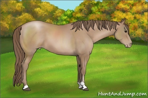Horse Color: Black Pearl Sabino 