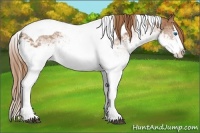 Horse Color:White Spotted Chestnut Splash Tobiano 