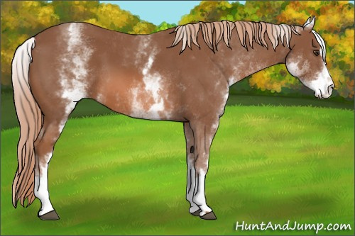 Horse Color: White Spotted Chestnut Sabino 