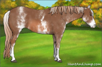 Horse Color:White Spotted Chestnut Sabino