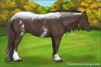 Horse Color:White Spotted Liver Chestnut Sabino 