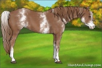 Horse Color:White Spotted Chestnut Sabino 