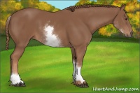 Horse Color:White Spotted Chestnut Sabino
